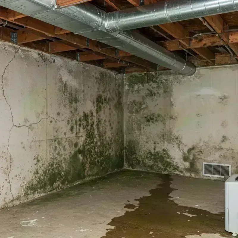 Professional Mold Removal in Wilmore, KY